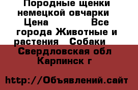 Породные щенки немецкой овчарки › Цена ­ 24 000 - Все города Животные и растения » Собаки   . Свердловская обл.,Карпинск г.